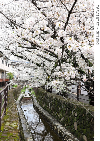 二ヶ領用水の桜 川崎市中原区 タテ位置 二ヶ領用水の桜 川崎市中原区 タテ位置 121917591
