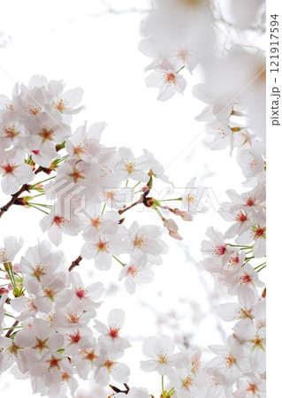二ヶ領用水の桜 クロースアップ 川崎市中原区 タテ位置 二ヶ領用水の桜 クロースアップ 川崎市中原区 タテ位置 121917594