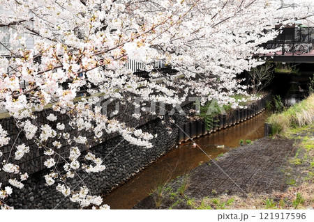 二ヶ領用水の桜 川崎市中原区 二ヶ領用水の桜 川崎市中原区 121917596