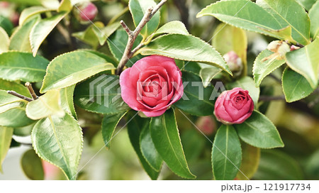 美しいサザンカ (山茶花:Camellia sasanqua) 美しいサザンカ (山茶花:Camellia sasanqua) 121917734