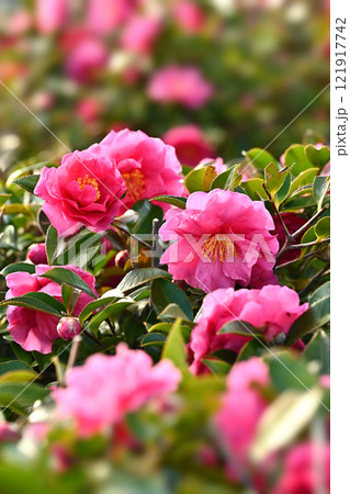 美しいサザンカ　(山茶花：Camellia sasanqua) 121917742