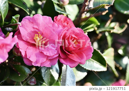 美しいサザンカ (山茶花:Camellia sasanqua) 美しいサザンカ (山茶花:Camellia sasanqua) 121917751