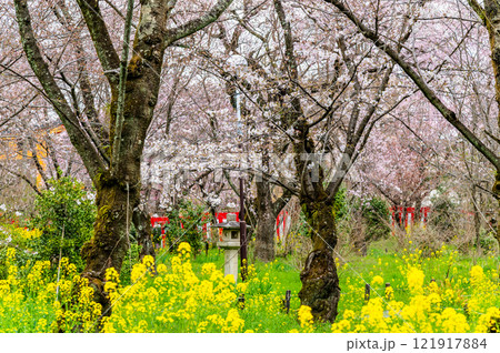 京都 桜咲く平野神社 121917884