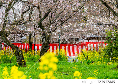 京都 桜咲く平野神社 121917885