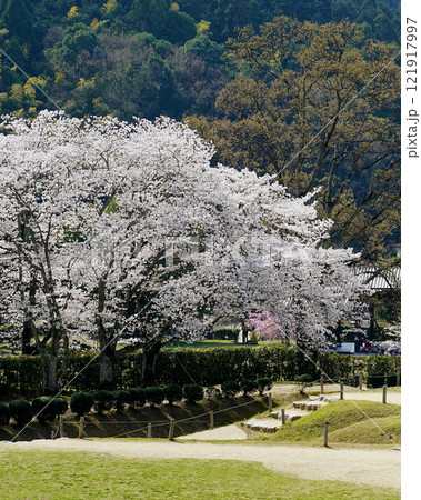 明日香　石舞台　さくら 121917997