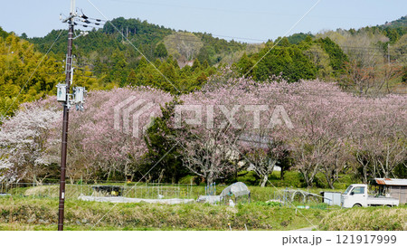 明日香　石舞台　さくら 121917999