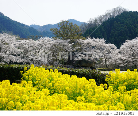 明日香　石舞台　さくら 121918003