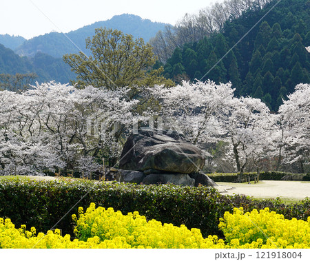 明日香 石舞台 さくら 明日香 石舞台 さくら 121918004