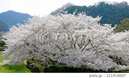 明日香 石舞台 さくら 明日香 石舞台 さくら 121918007