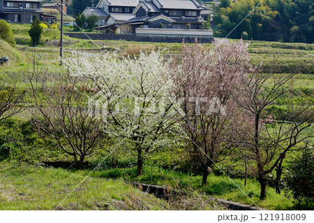 明日香 石舞台 さくら 明日香 石舞台 さくら 121918009
