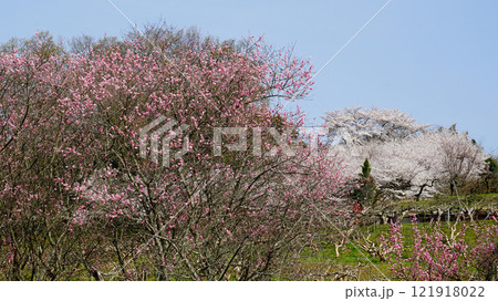 明日香　石舞台　さくら 121918022