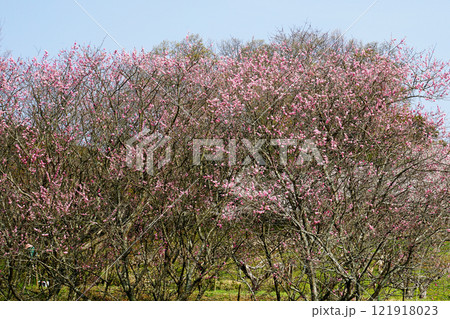 明日香　石舞台　さくら 121918023