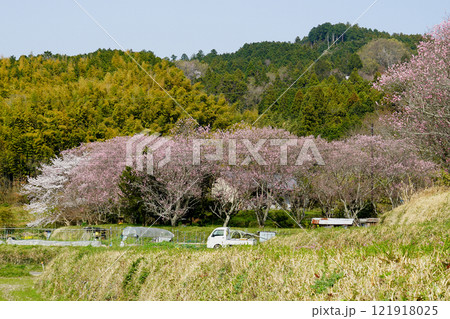 明日香　石舞台　さくら 121918025