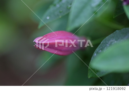 パッシフローラ・キューガーデンズの花の蕾 121918092