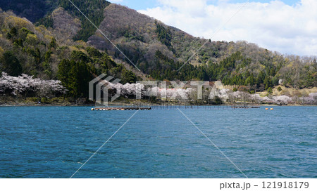 海津大崎　桜 121918179