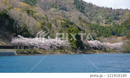 海津大崎 桜 海津大崎 桜 121918180