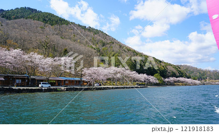 海津大崎　桜 121918183