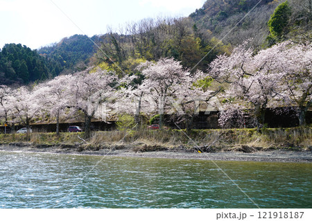 海津大崎　桜 121918187