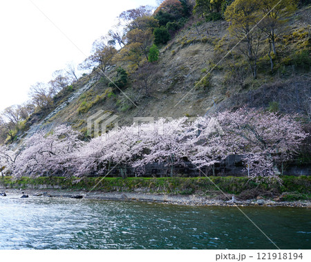 海津大崎 桜 海津大崎 桜 121918194