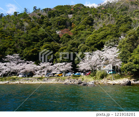 海津大崎 桜 海津大崎 桜 121918201