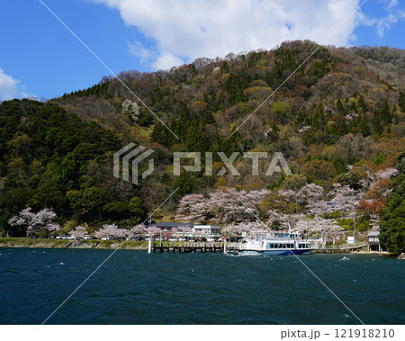 海津大崎　桜 121918210