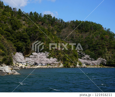 海津大崎 桜 海津大崎 桜 121918211