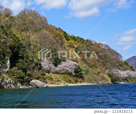海津大崎 桜 海津大崎 桜 121918213