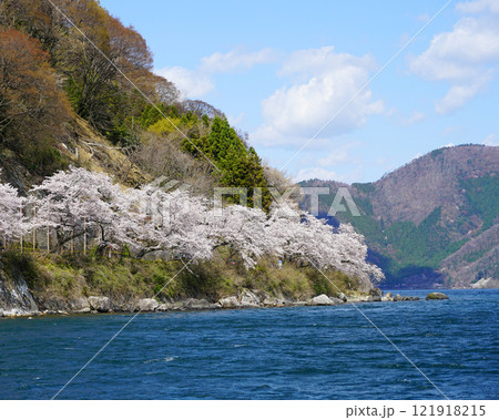 海津大崎　桜 121918215