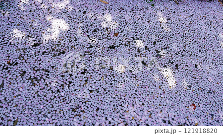 桜 花いかだ 桜 花いかだ 121918820