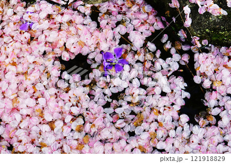 桜　花いかだ 121918829