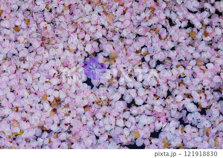 桜　花いかだ 121918830