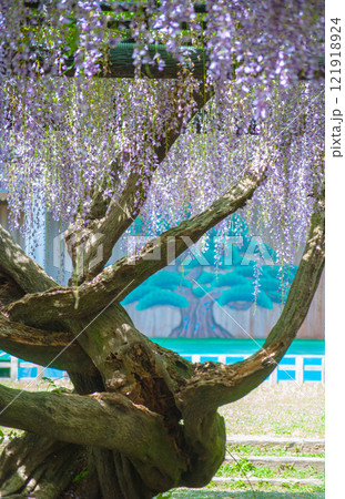 藤のある風景 藤のある風景 121918924