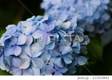 青い紫陽花 5 青い紫陽花 5 121918942