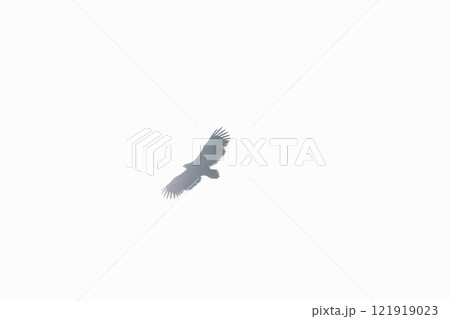 飛翔する野鳥のシルエット-Silhouette of a wild bird in flight- 飛翔する野鳥のシルエット-Silhouette of a wild bird in flight- 121919023