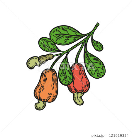 A colored cashew branch on a white background A colored cashew branch on a white background 121919334