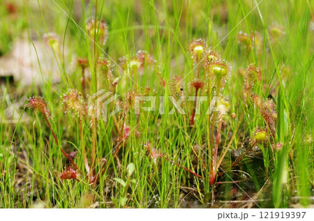 モウセンゴケの生える湿地帯 モウセンゴケの生える湿地帯 121919397