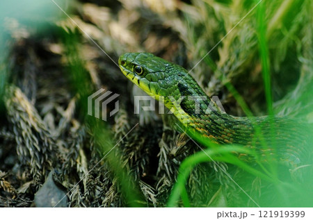 ヤマカガシの頭部 121919399