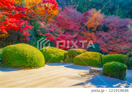 【京都風景】詩仙堂 秋の日差しに赤く染まる庭園 【京都風景】詩仙堂 秋の日差しに赤く染まる庭園 121919686