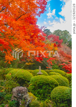 【京都風景】詩仙堂　秋の日差しに赤く染まる庭園 121920128