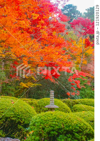 【京都風景】詩仙堂　秋の日差しに赤く染まる庭園 121920129