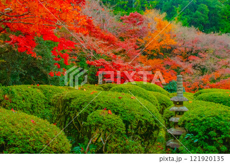【京都風景】詩仙堂　秋の日差しに赤く染まる庭園 121920135