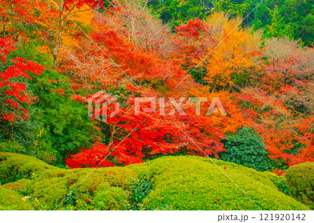 【京都風景】詩仙堂 秋の日差しに赤く染まる庭園 【京都風景】詩仙堂 秋の日差しに赤く染まる庭園 121920142