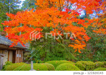 【京都風景】詩仙堂　秋の日差しに赤く染まる庭園 121920143
