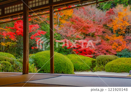 【京都風景】詩仙堂　秋の日差しに赤く染まる庭園 121920148