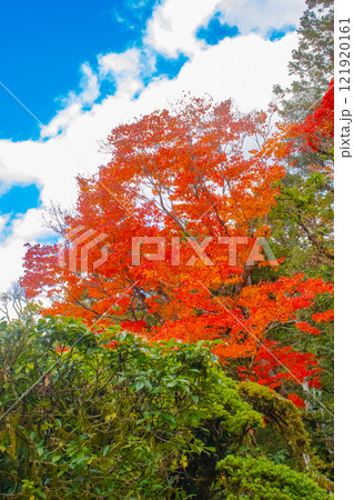 【京都風景】詩仙堂 秋の日差しに赤く染まる庭園 【京都風景】詩仙堂 秋の日差しに赤く染まる庭園 121920161