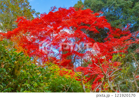 【京都風景】詩仙堂　秋の日差しに赤く染まる庭園 121920170