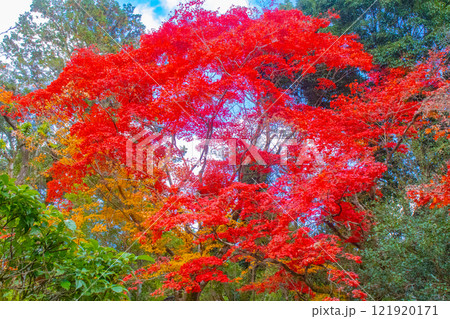 【京都風景】詩仙堂　秋の日差しに赤く染まる庭園 121920171