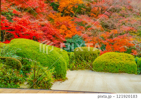 【京都風景】詩仙堂 秋の日差しに赤く染まる庭園 【京都風景】詩仙堂 秋の日差しに赤く染まる庭園 121920183