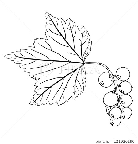 Currant branch with leaf and berries in doodle style. Vector illustration isolated on white background. Currant branch with leaf and berries in doodle style. Vector illustration isolated on white background. 121920190
