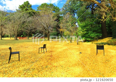 【東京都】東京都庭園美術館の西洋庭園のイチョウのカーペット 【東京都】東京都庭園美術館の西洋庭園のイチョウのカーペット 121920650